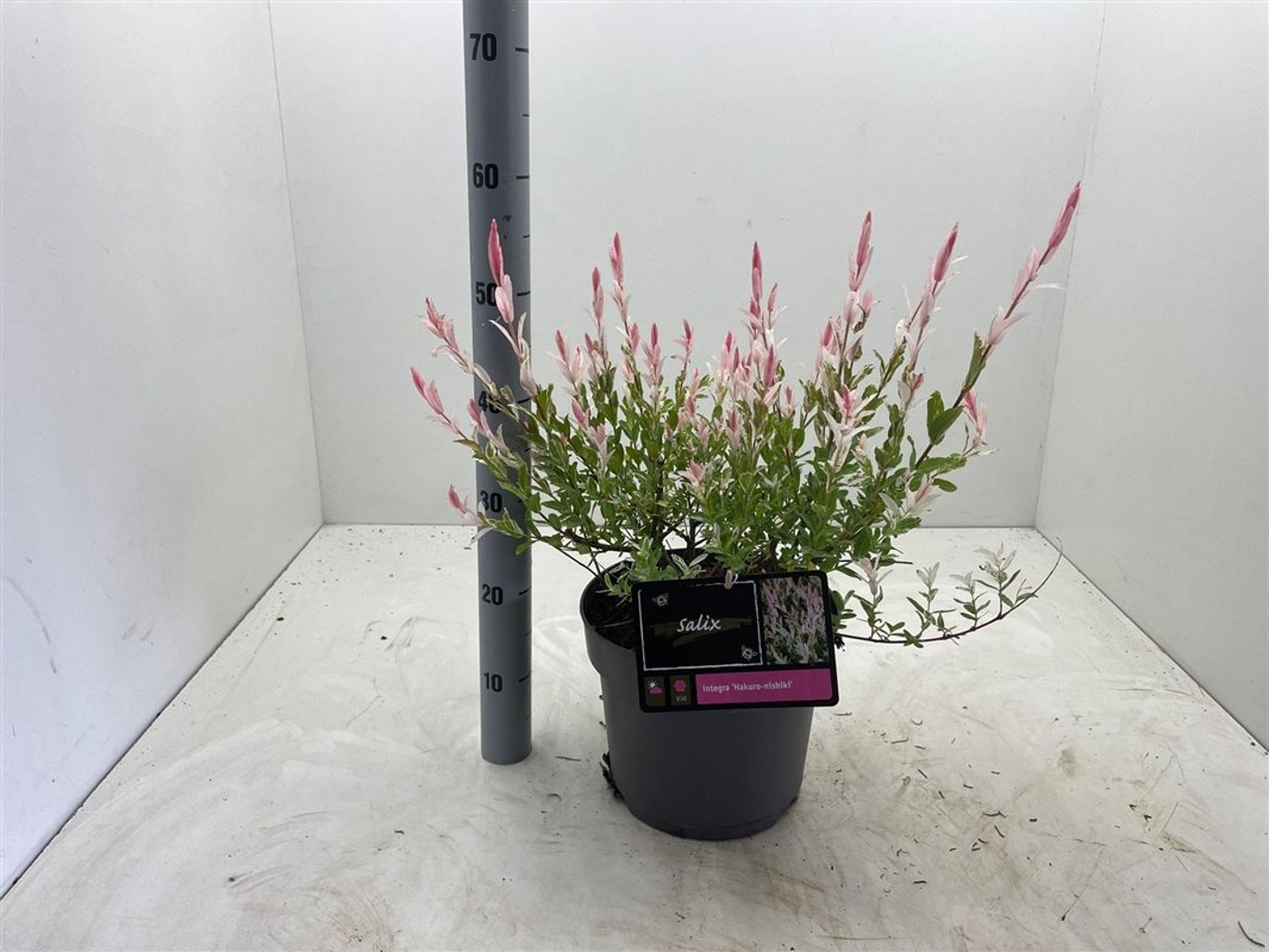 Salix integra 'Hakuro-nishiki' - C7,5